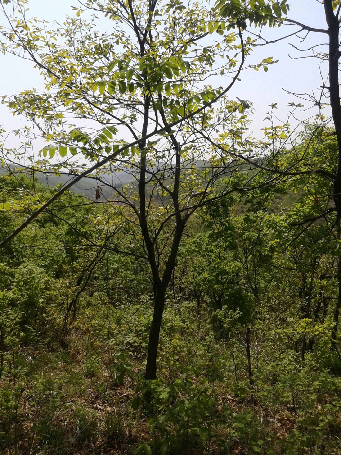 大量辽中栎柞树棹树蒙古砾五角五角枫球丛生五角风蒙古栎