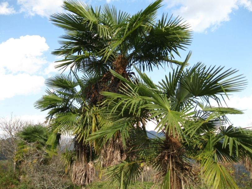 云南普洱景东县产地直销,第四代升级产品,纯山棕丝床垫190系列