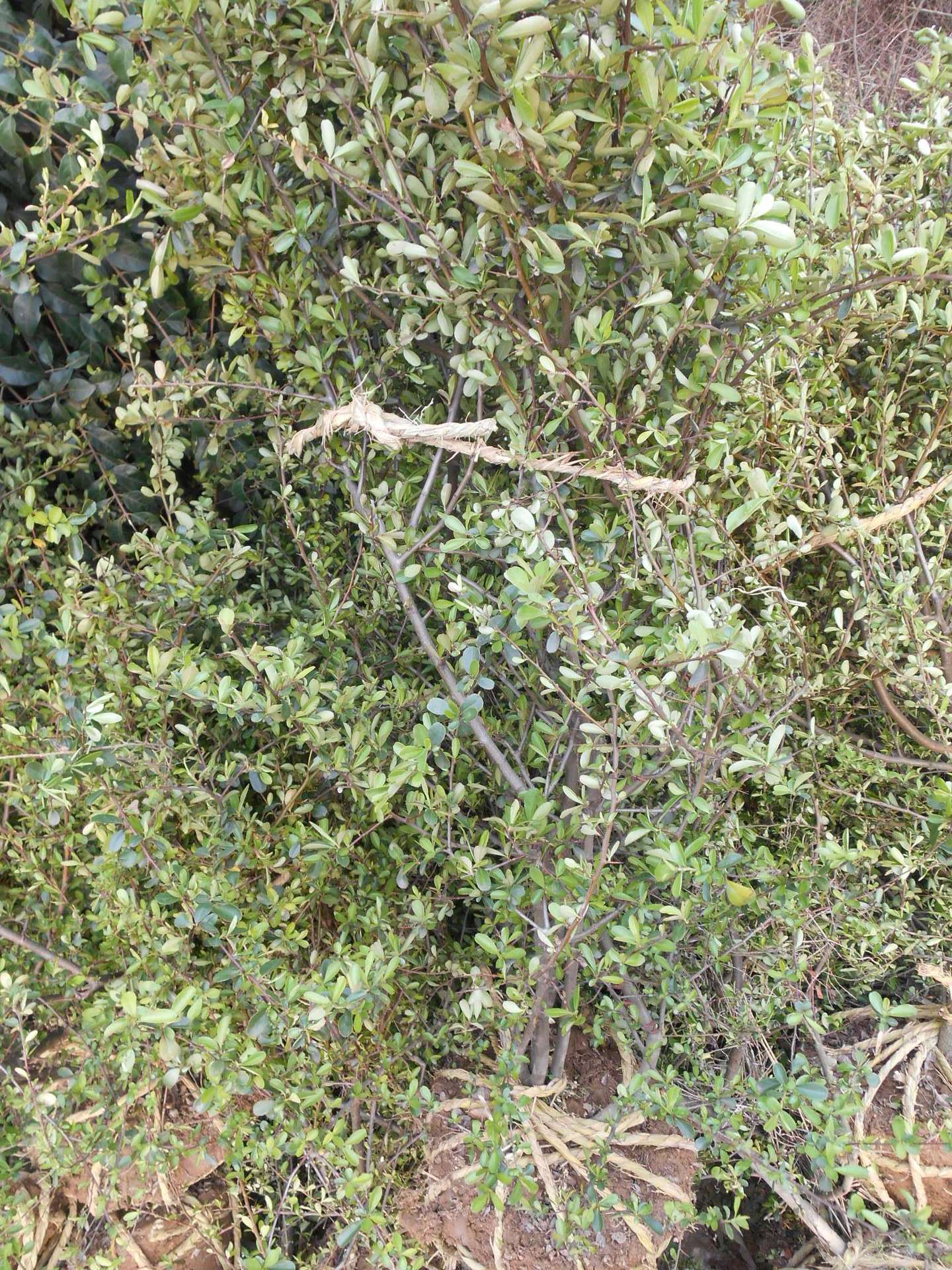 农户价销售火棘 湖南火棘价格 品种齐全 好成活 兴德苗木大量供应