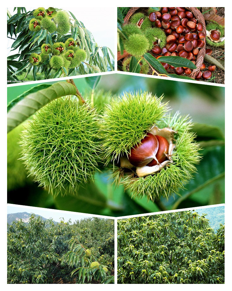 板栗 迁西糖炒生鲜板栗 栗子 厂家批发 丹东板栗(运费到付)