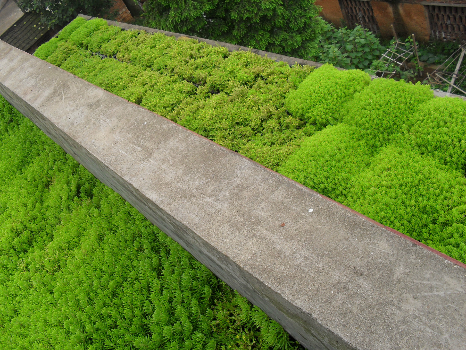成都 屋顶隔热 绿化 花柱花球立体绿化 大量供应 佛甲草