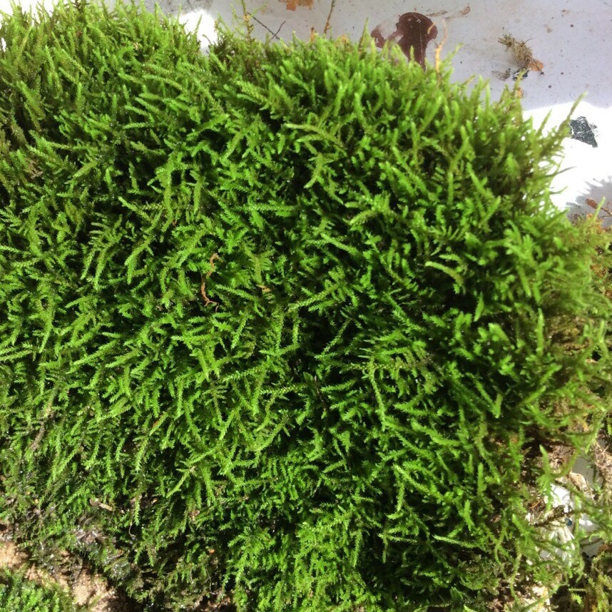 野生新鲜青苔批发 星星藓 小白发藓 朵朵藓 15*8cm微景观苔藓批发
