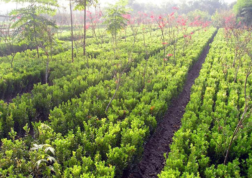 小叶黄杨_小叶黄杨 朝鲜黄杨 绿篱 /校区 播种价格 - 阿里巴巴