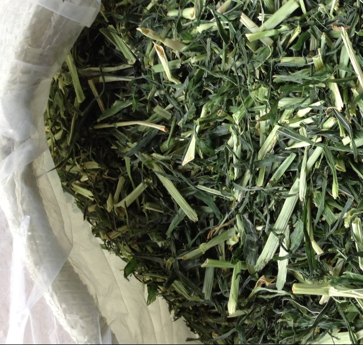 兔子草大麦草段 牧草香绿质量好的大麦草10公斤