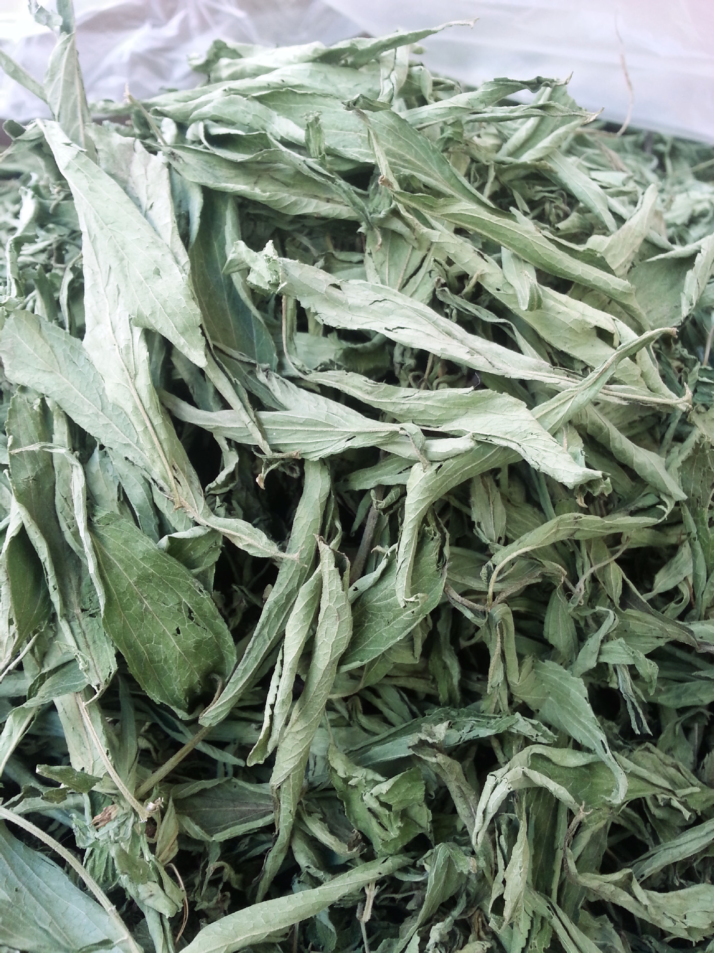 2015年新货甜叶菊 a级 无梗 少粉 少黑叶 产地直销