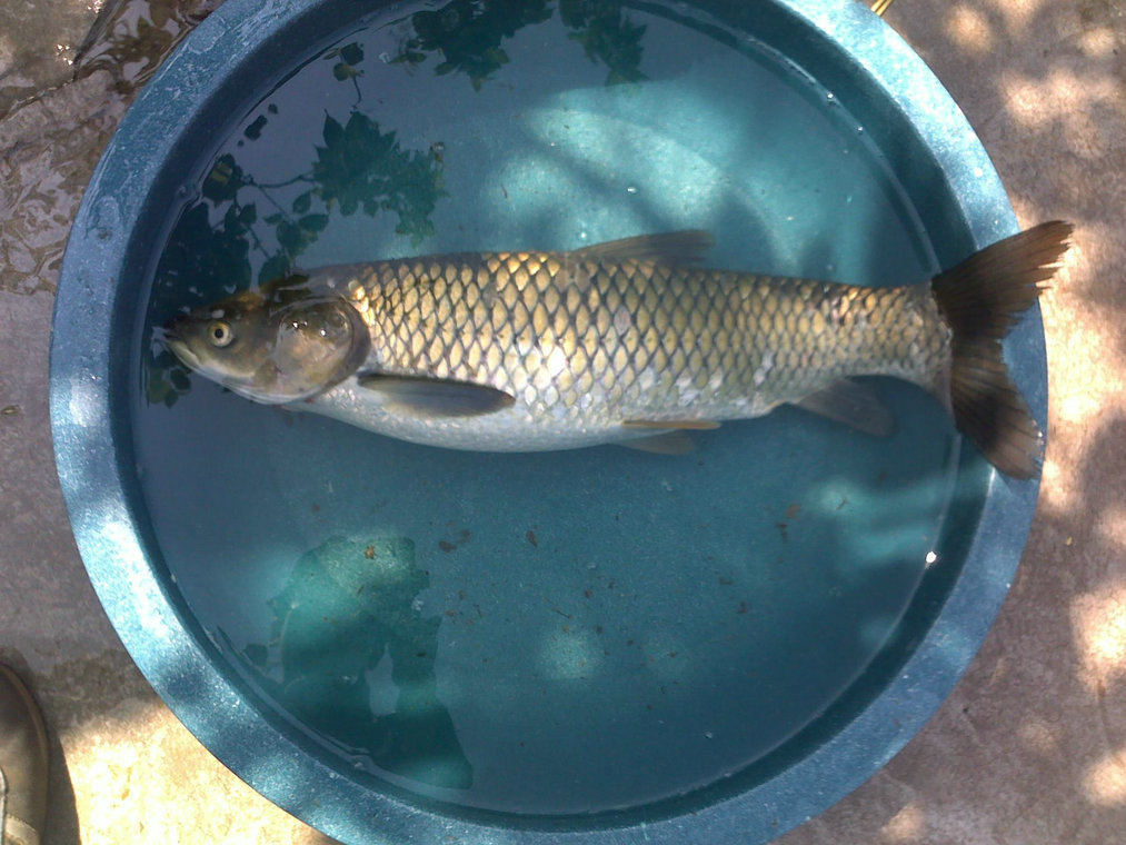 专业销售淡水水产草鱼大草鱼价格优惠20斤鲜活大草鱼