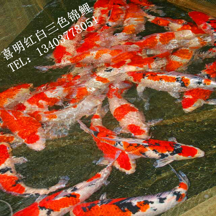 水花鱼苗_水花锦鲤_锦鲤水花 锦鲤水花鱼苗养殖技术