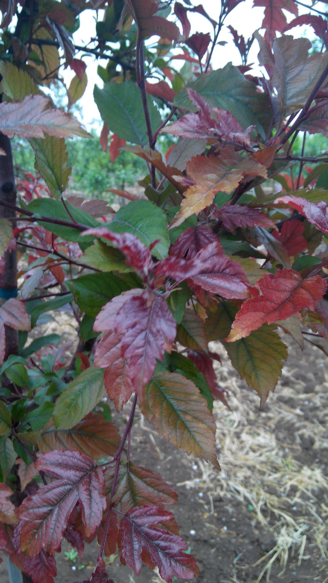 批发多品种优质日本 木瓜海棠 花卉盆栽 海棠花卉苗木
