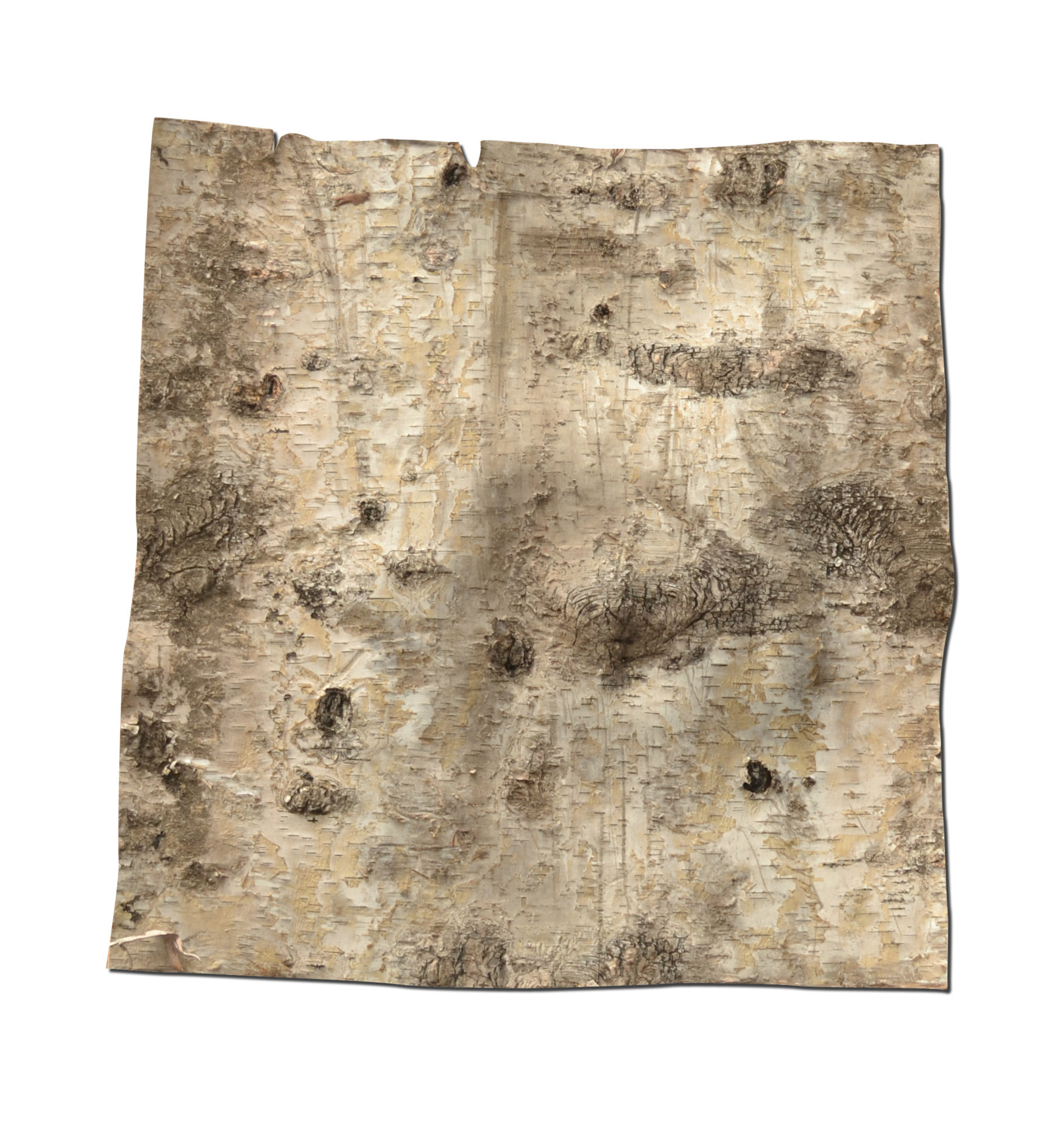 供应厂家热销高品质天然花材桦树皮 量大