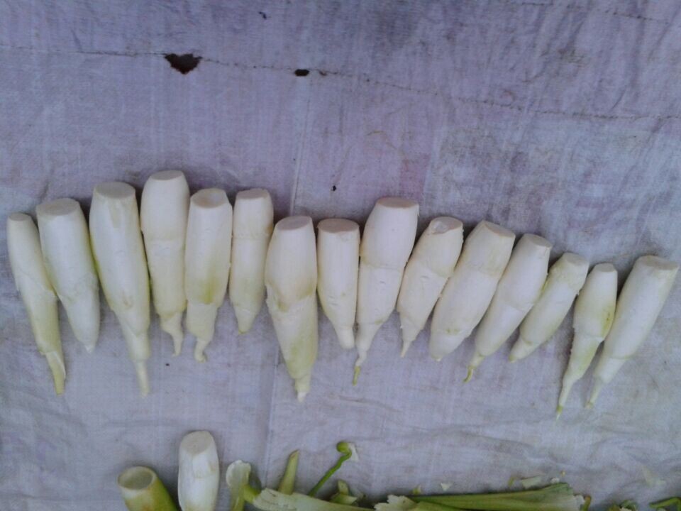 完全不同的双季特早熟茭白品种藕老头供应6年选育成果