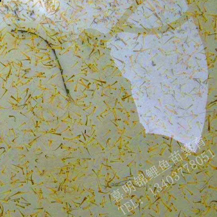 水花鱼苗_水花锦鲤_锦鲤水花 锦鲤水花鱼苗养殖技术