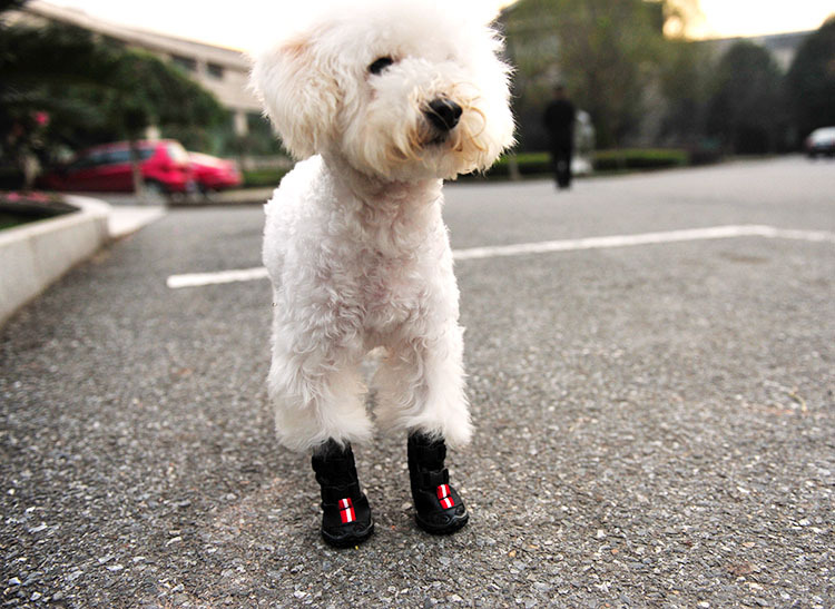 双插扣保暖皮鞋狗狗宠物鞋子秋冬毛绒款牛筋鞋底f24