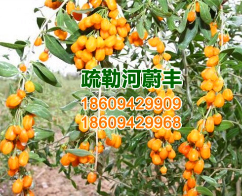 黄果枸杞种苗_副本