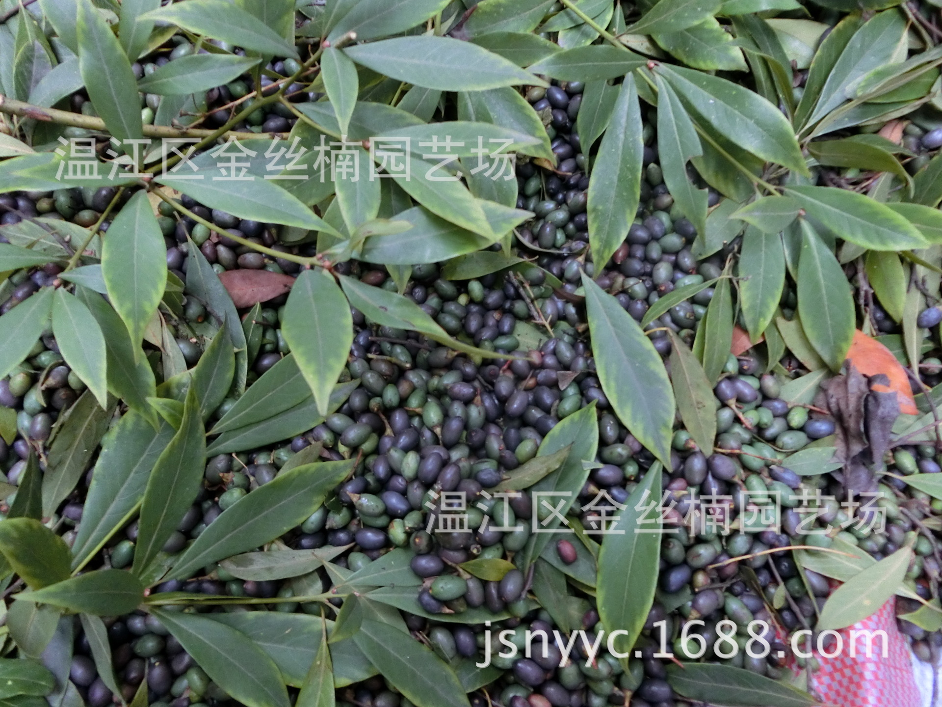 金丝楠木种子批发 认准我们20年专注只做纯正小叶金边 四川原产