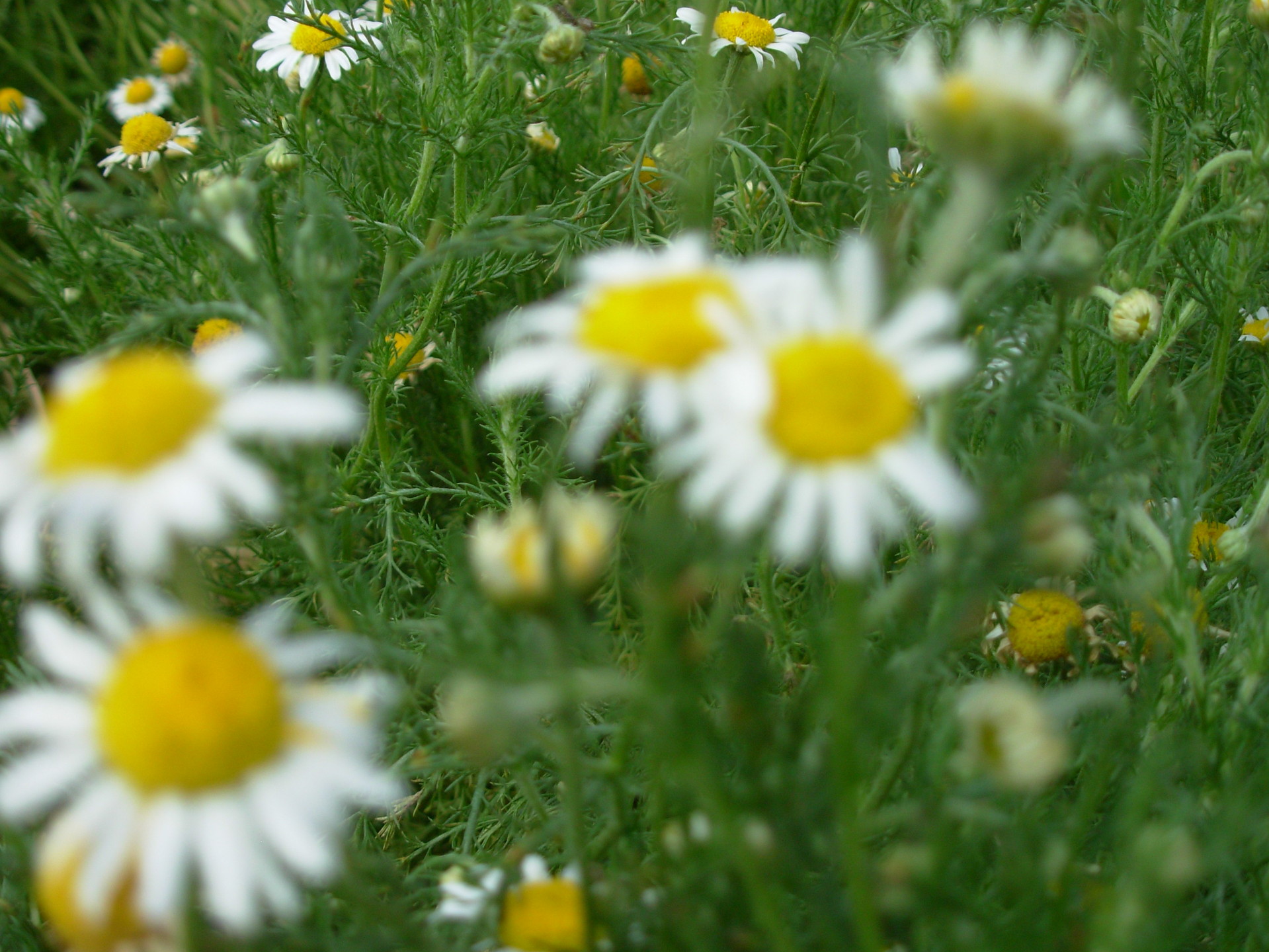 并推崇为神草,祭祀将其用作处理神经疼痛的问题,罗马时期以洋甘菊**
