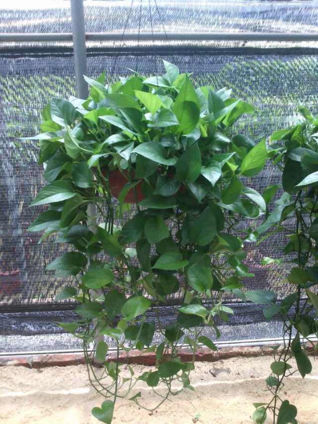 批发盆栽植物 180#营养土基质种植的青叶绿萝