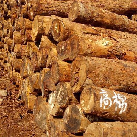 如何去非洲做木材等系列生意