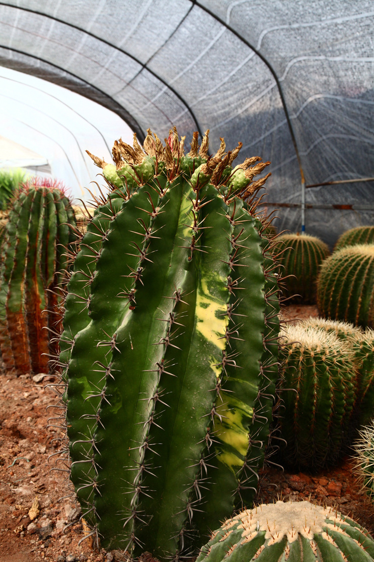 仙人球植物巨鹫玉锦 园林植物景观大型沙漠沙生植物 苗木低价批发