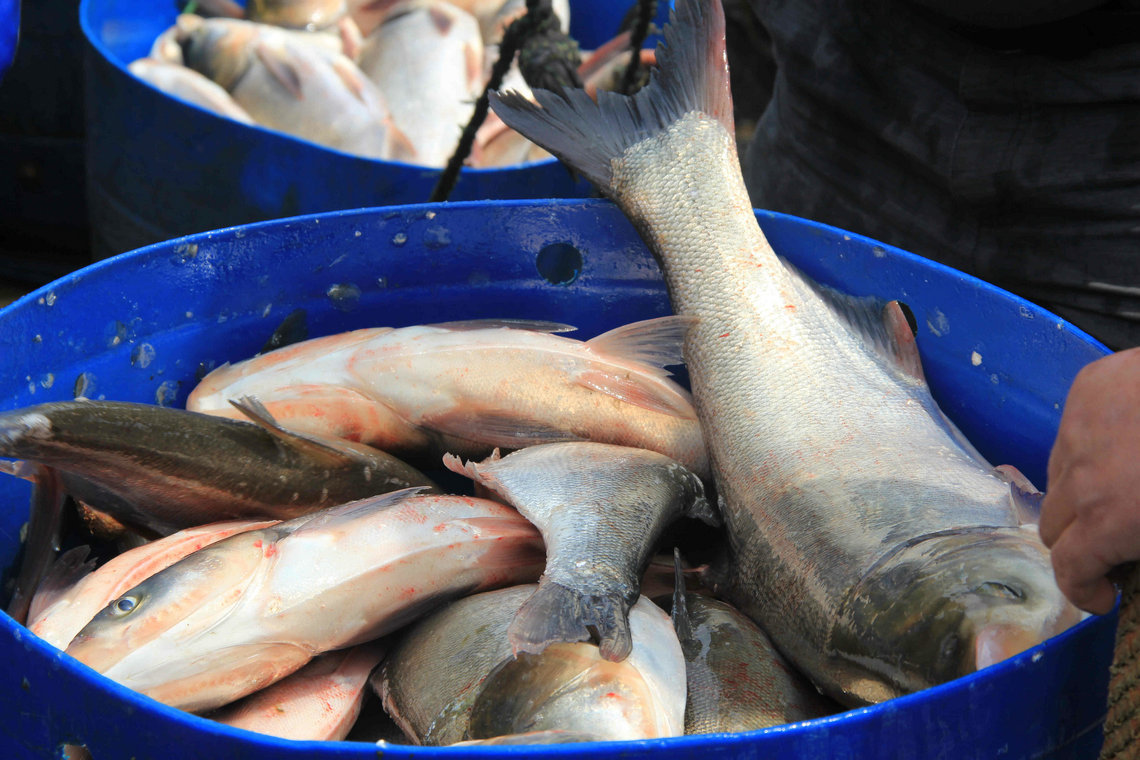 长期供应优质放生鱼鲤鱼等各类放生鱼鲜活放生鲤鱼