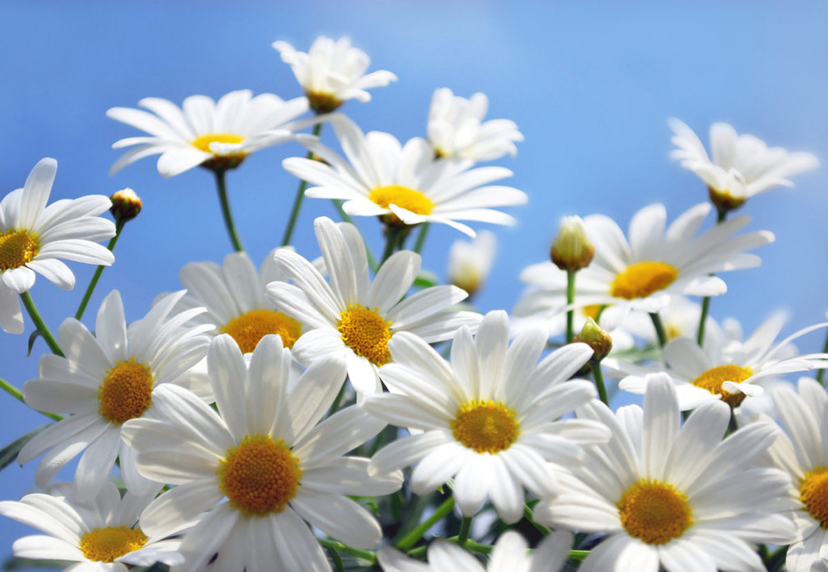 供应罗马洋甘菊纯露花水天然香味