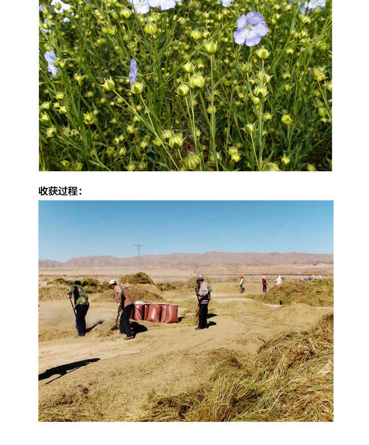 厂家批发内蒙古亚麻籽五谷杂粮亚麻仔食用粗粮黄金亚麻籽仁胡麻子