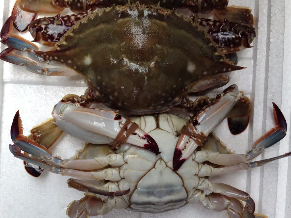 红膏梭子蟹_批发鲜活红膏梭子蟹5两左右每精品一级海产品 - 阿里巴巴