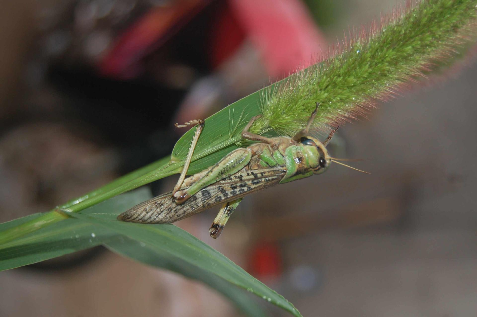 冬娜蚂蚱养殖基地现货批发冷冻东亚飞蝗蚂蚱 高蛋白食用蝗虫
