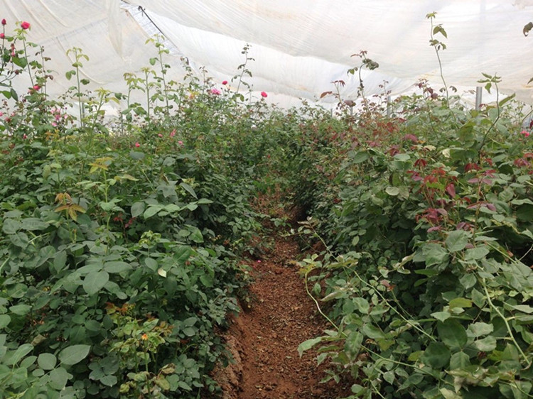 厂家供应 玫瑰花种苗 价格优惠 量大从优 云南花卉1