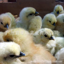 竹鸡苗_竹鸡苗价格_优质竹鸡苗批发\/采购