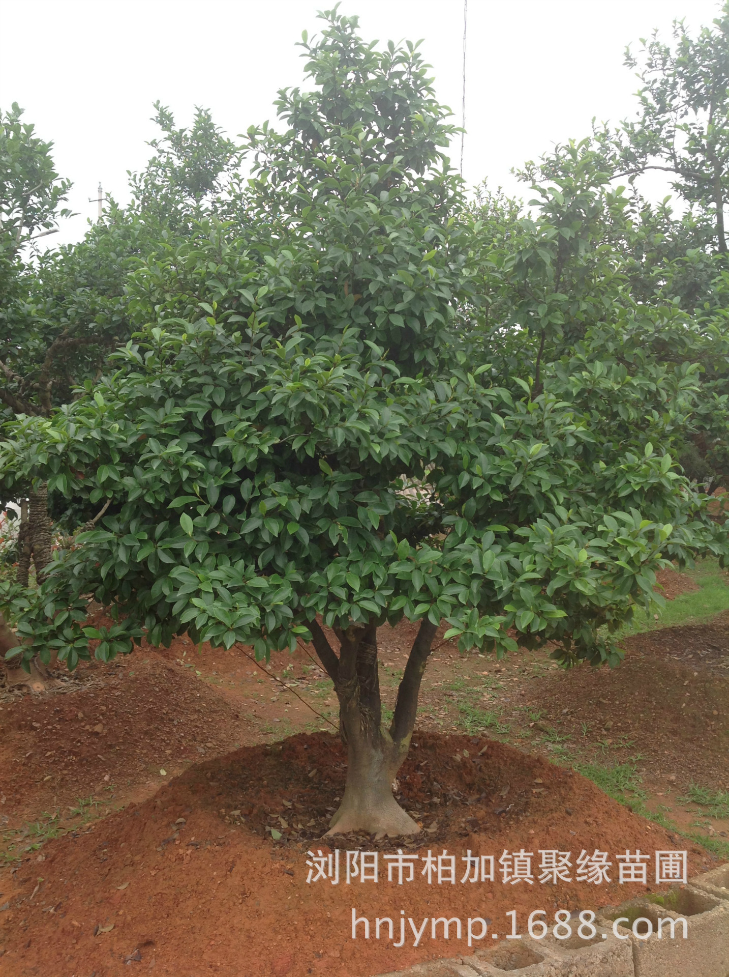苗圃大含笑树价格实惠欢迎新老客户来考察