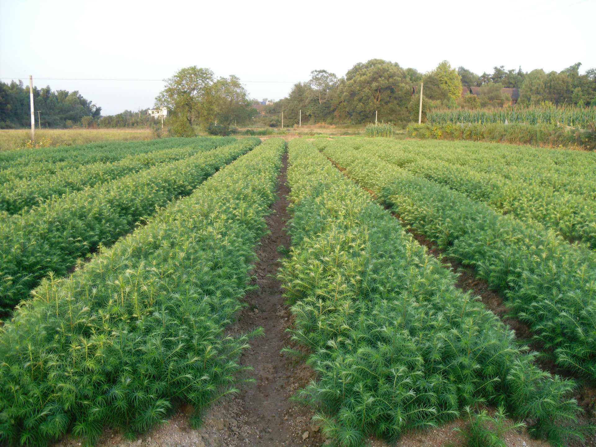 批发销售 各种生态杉苗,杉树苗供应湖南常德地区