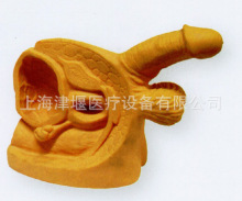 专业提供 人体肺人体计划生育解剖模型