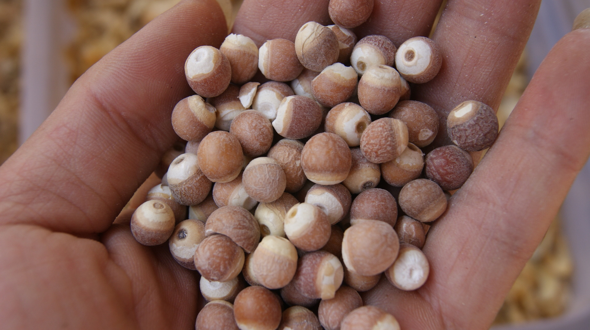 供应云南芡实 大整颗芡实 鸡头米 大半片