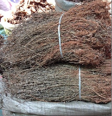 野生田基王田基黄七寸金一条香金锁匙田边菊细叶黄观音莲