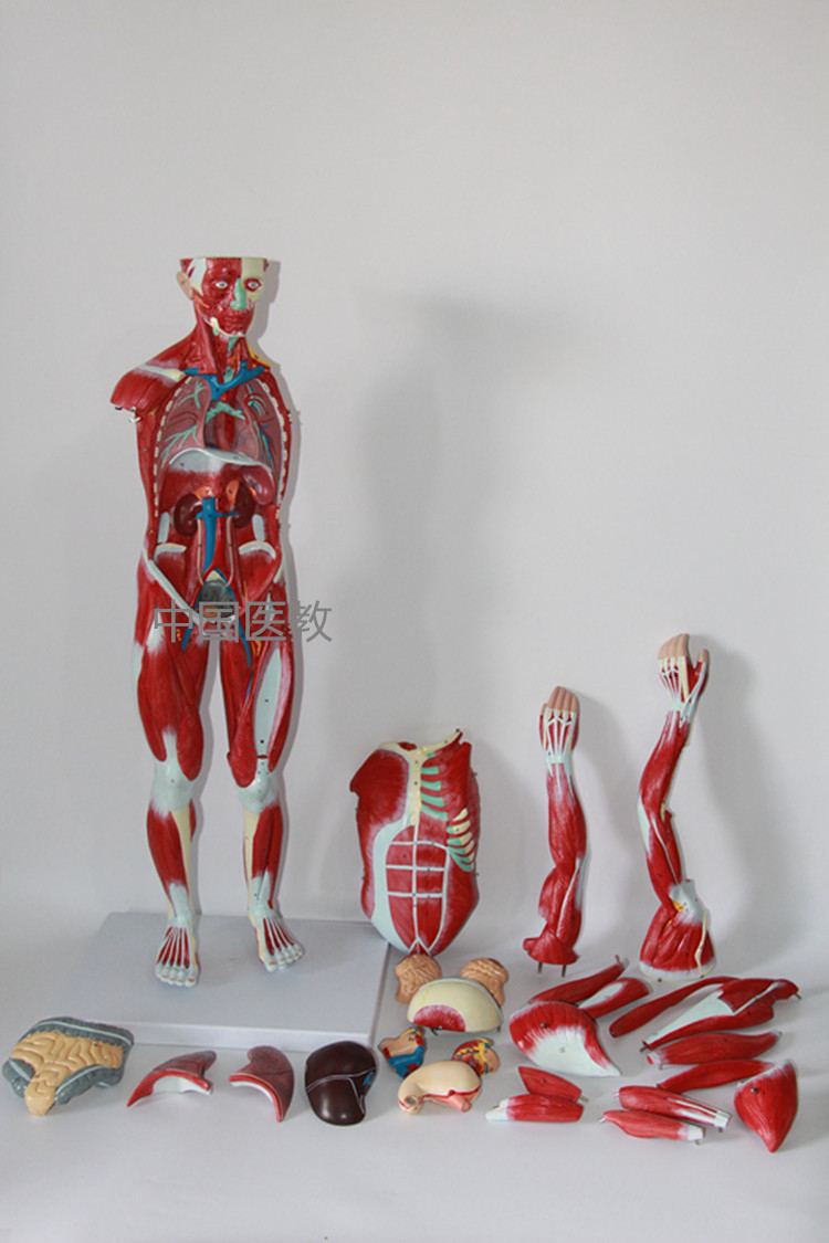 医学模型 人体全身层次肌肉附内脏模型170cm 上海津堰医疗