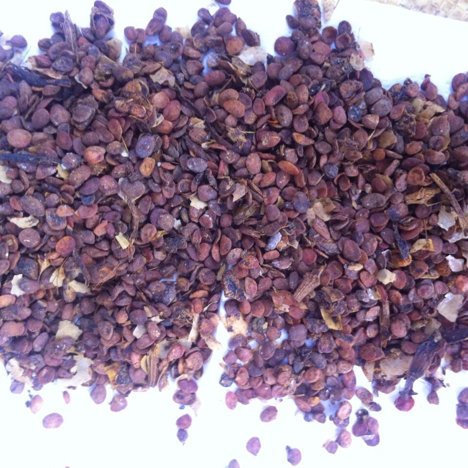 出售黄栀子种子 大果黄栀子种子 药用黄栀子种子