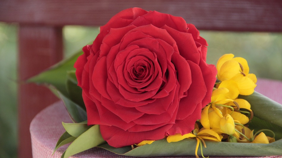 永生花——永不凋谢的玫瑰 永不落寞的爱情.