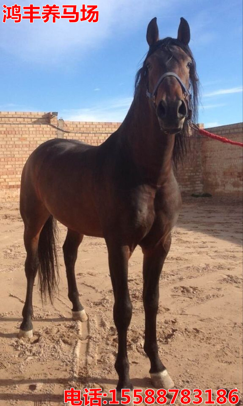 伊犁马乘挽兼优.