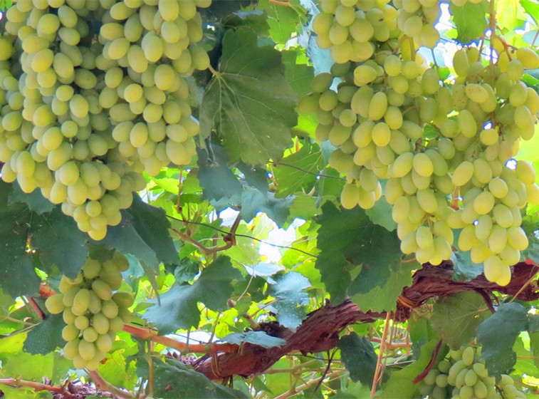 果树苗批发 维多利亚青提 无核葡萄 盆栽果树苗 别墅果树 挂果多