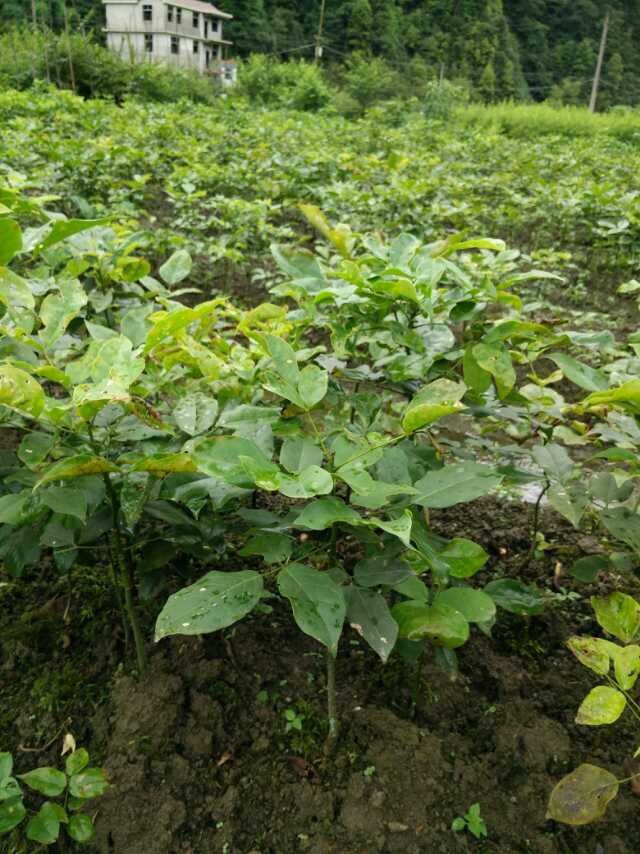 重庆稀有红豆树苗培育基地【10万株红豆树待售】