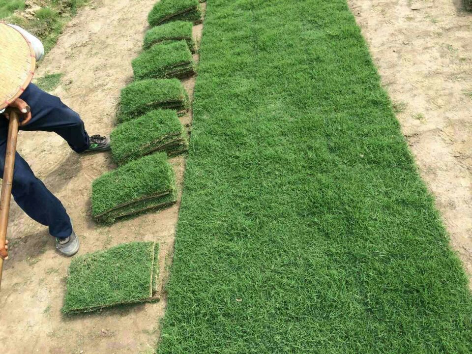 草坪狗牙根直销泥培铺设养护百慕大护坡绿化工程足球场草皮