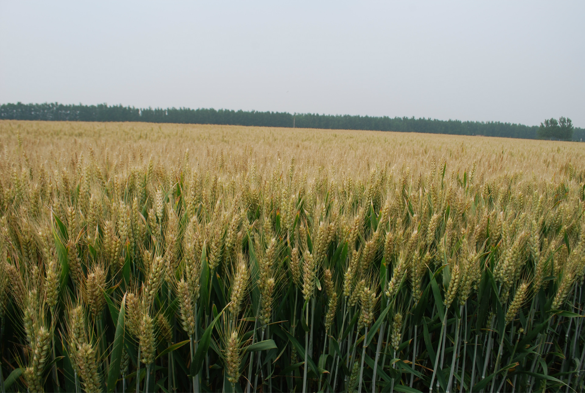 五,审定意见:该品种符合**小麦品种审定标准,通过审定.