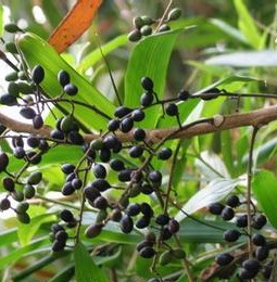 专业种植鸦胆子苗 广西供应商 凌云陇雅村育苗基地