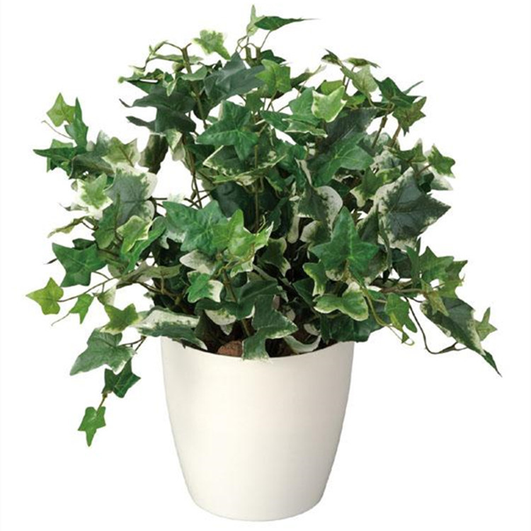 大量批发绿植盆栽植物 常春藤 家庭 办公室桌面摆放 不含盆