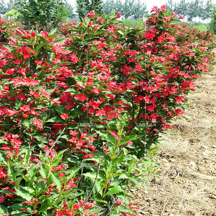 绿化苗木 庭院 景叶植物 红王子锦带 红花丛生锦带