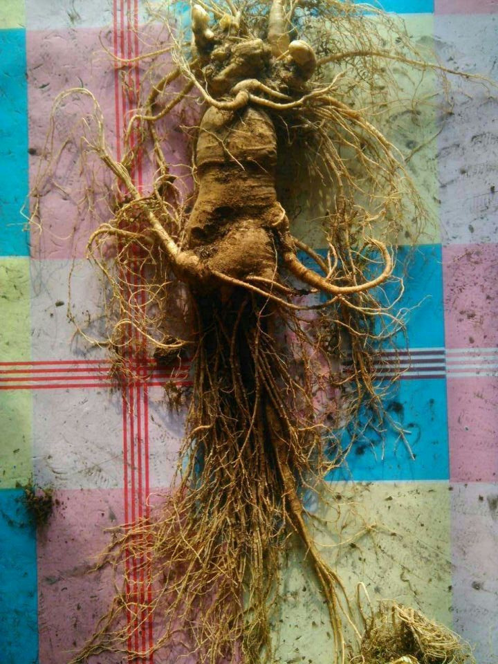 长白山特大鲜人参大参特卖每棵都在7两以上送礼泡酒佳品