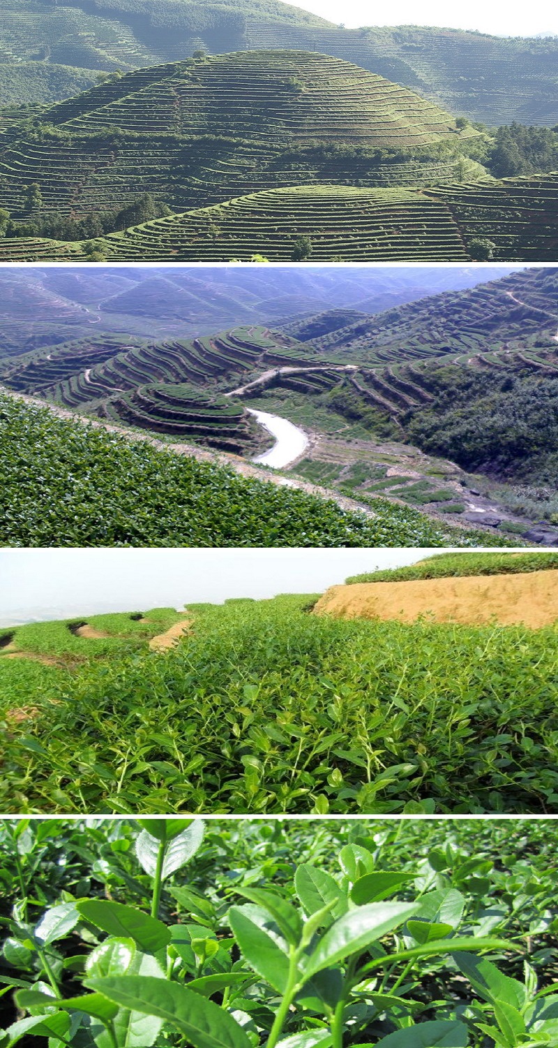 安溪铁观音 盒装茶叶批发 250g 加送手提袋 原产地茶场直销价