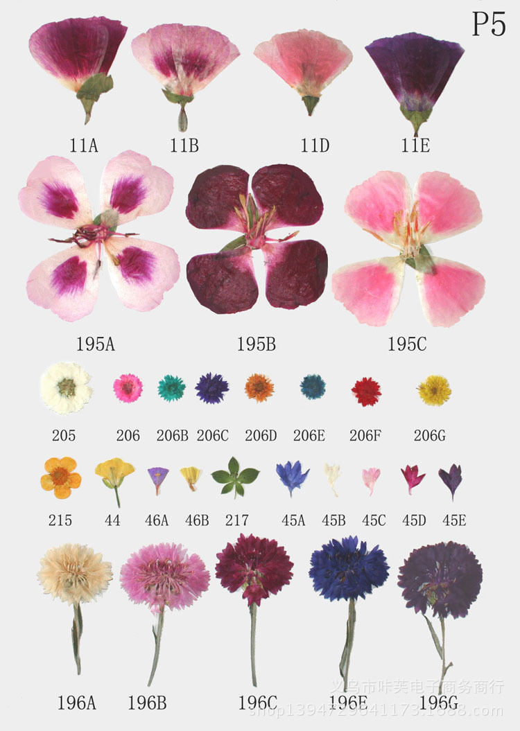 天然立体自然小干花饰品 美甲水晶工艺专用 矢车菊小香亲带枝p5