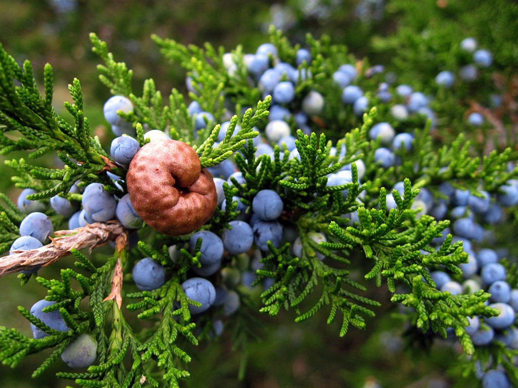 现货直销 优质*** 10:1杜松子提取物 低价热销中