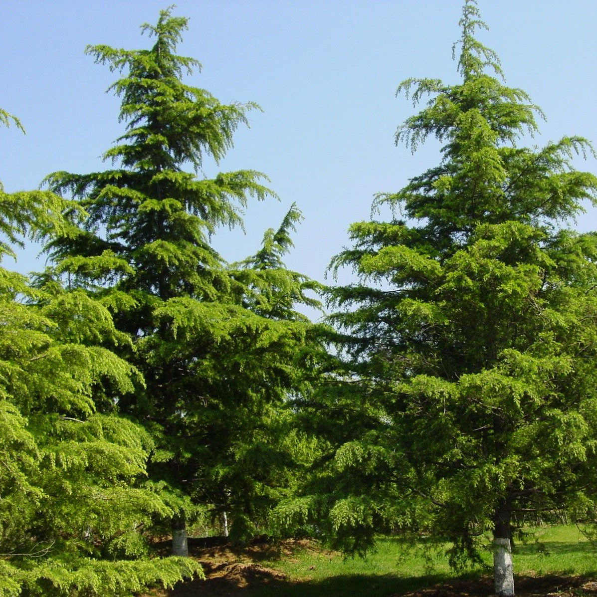 【杰诚园林】处批发雪松小苗量大从优以及多年生大苗